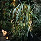 Outdoor Plug In Micro Fairy Lights on Silver Wire, 50 LEDs