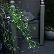 2m Outdoor Battery Silver Firefly Wire Lights