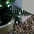 5m Outdoor Battery Berry Fairy Lights, Green Cable