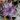 60cm Lilac Glitter Poinsettia Stem Christmas Tree Decoration